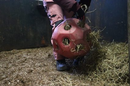 Homsan Stallet daglig verksamhet Stallskötsel på Homsan Stallet - daglig verksamhet